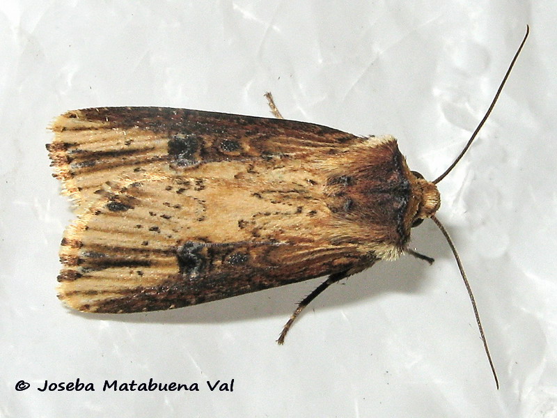 Axylia putris - Noctuidae